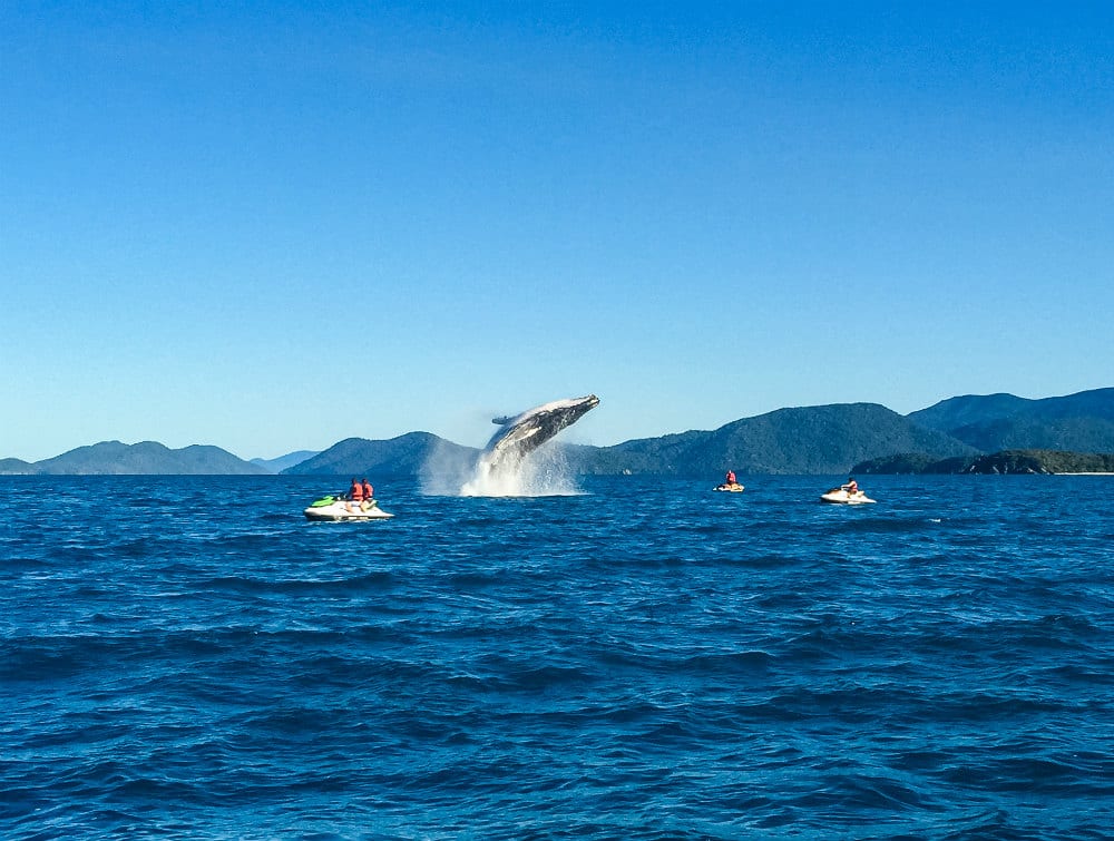 Jet skiers on the ocean around the Whitsundays watching a whale breach high in the air.